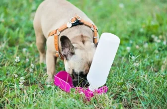 How Do You Keep Your Dog Safe During Outdoor Adventures?