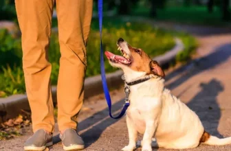 How Can You Ensure Your Pet Is Visible During Nighttime Walks Outdoors?
