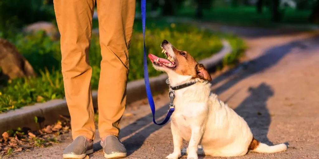 How Can You Ensure Your Pet Is Visible During Nighttime Walks Outdoors? How Can You Ensure Your Pet Is Visible During Nighttime Walks Outdoors?