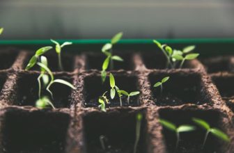 How Can You Propagate Plants Like a Pro?