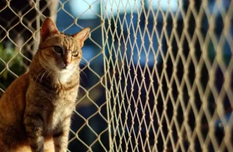 Top Smart Pet Gadgets for Enhanced Safety and Security